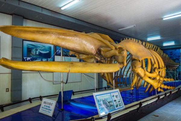 Visit Museum of Oceanography